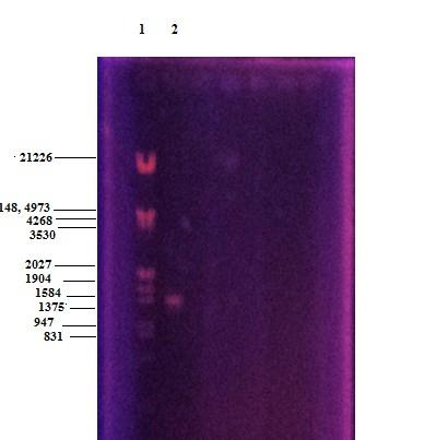 Slika 11. Pročišćeni produkt 2.kruga PCR-a 1. Standardn 2. Pročišćeni produkt 2.kruga PCR-a Nakon pročišćavanja, konstrukt Δ126 (Slika 12) je TA-ligacijom ligiran u plazmid pgem-t Easy kojim je transformirana E.