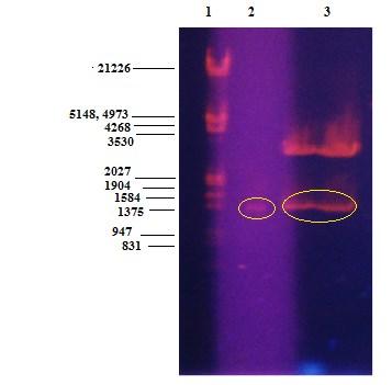 Plazmid je pocijepan sa SacI i XbaI enzimima i nakon toga analiziran elektroforezom u 1%-tnom agaroznom gelu (Slika 14).