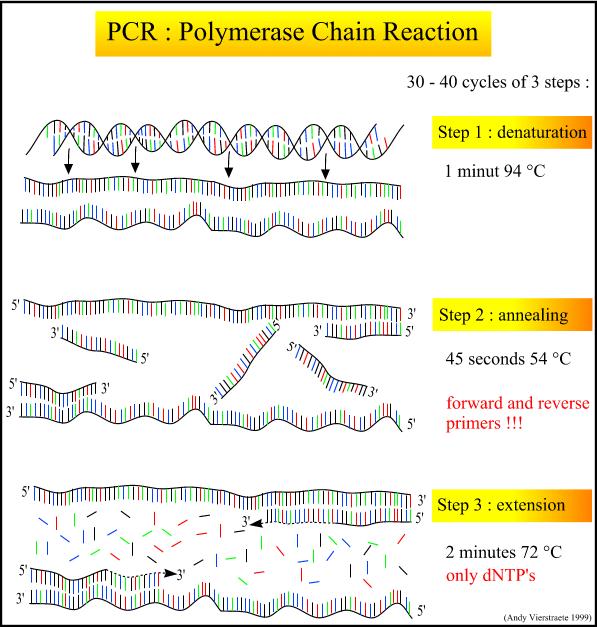 Slijedi proces sinteze komplementarnog lanca DNA koji se provodi uglavnom na temperaturi od 72 0 C koja je optimalna za aktivnost Taq polimeraze (DNA polimeraze), a samo trajanje se određuje ovisno o