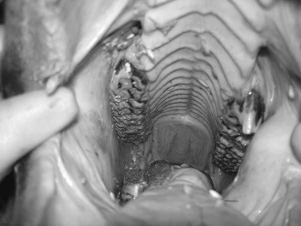 Slika 3. Korigirana desna strana gornje čeljusti. Uočava se i dalje prisutna hrapava žvačna površina, iznimno važna za pravilno žvakanje hrane.