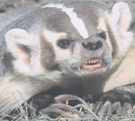 Zbog to ga je ve li ki ne pri - ja teq qudi na se lu, ko ji na sve na ~i - ne po ku {a va ju da ga uhva te.