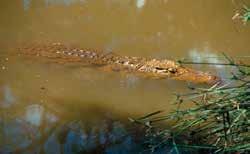 Nilski krokodil Crocodylus niloticus 40 Dužina 3,5 6 m Težina