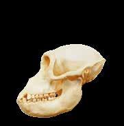 Kičma Kost zgloba Karlična kost Zečji skelet Kao i kod većine sisara, i kod zečeva je kičma