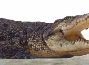 GMIZAVCI Patuljasti krokodil Osteolaemus tetraspis 75 Dužina 1,7 m Težina 31 kg Ishrana