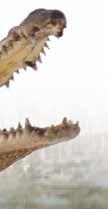 Afrika Spada u najmanje krokodile i jedan je od najagresivnijih među njima.