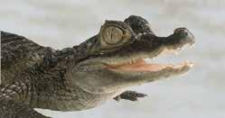 Obični kajman Caiman crocodylus 40 Dužina 2 2,5 m Težina 45 kg Ishrana Gmizavci, ribe,