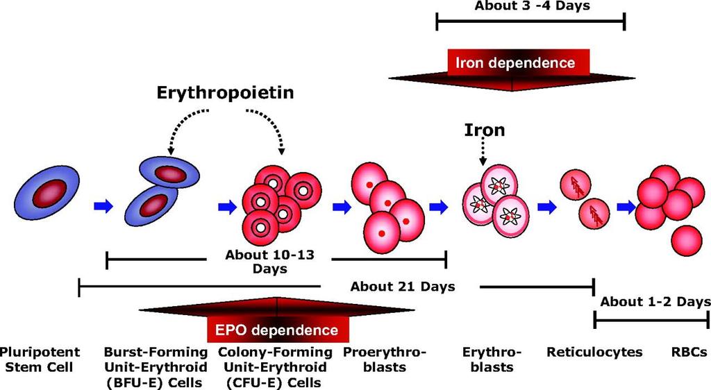 Erythropoietin (EPO) and iron are both important in