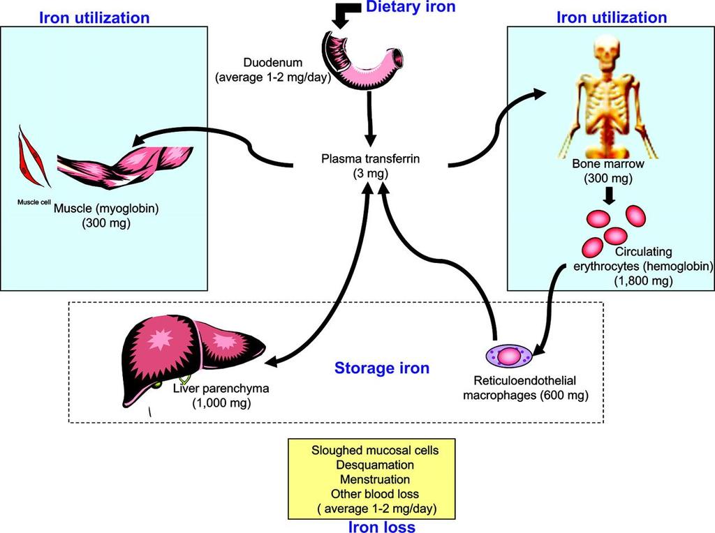 The balance of iron in the healthy adult: Distribution of