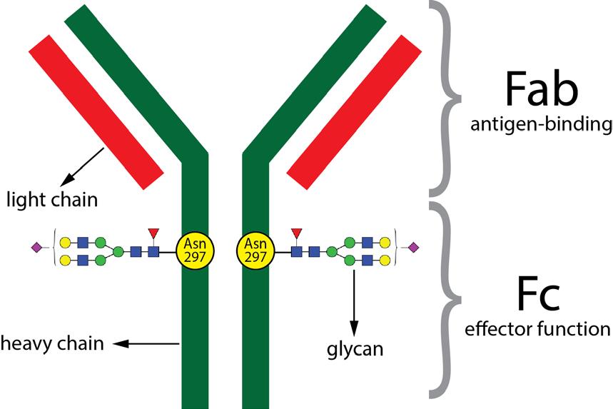 inhibitory Fc gamma receptors (FcγR), which are expressed on the majority of innate immune effector cells such as mast cells, monocytes, macrophages, natural killer cells, neutrophils, eosinophils