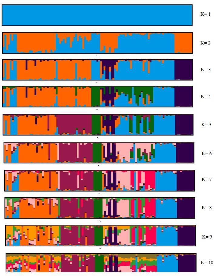 Rezultati istraživanja Slika 43. Rezultati STRUCTURE uz 8 mikrosatelitskih markera vizualizirani Clumpak programskim paketom Grafom 12.