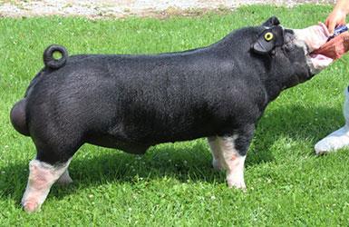 poland kini. Najznačajnija karakteristika crne slavonske svinje je njezina crna boja dlake.