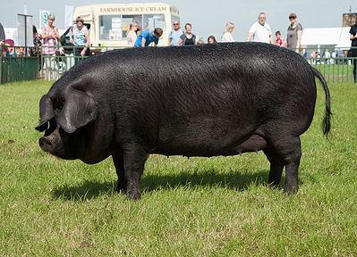 Crna slavonska svinja pripada skupini srednje velikih svinja. Visina grebena joj iznosi 65 70 cm.