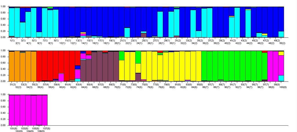 Rezultati istraživanja Slika 21. prikazuje rezultate STRUCTURE analize uz pretpostavku postojanja osam populacija svinja. Jasno je grupiranje analiziranih pasmina svinja u odvojene klastere.