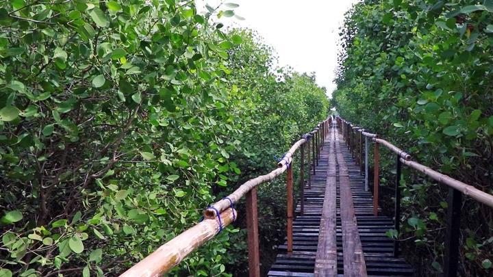 Connected mangrove trees - Selangor, Malezija - Šume mangrova štite