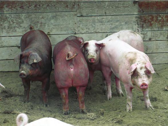Ministry of Agriculture 7. PROMET / PRODAJA UZGOJNO VALJANIH SVINJA TRADE OF THE HERDBOOK PIGS Prema prikazanim podacima (Tablica 28), tijekom 2018.