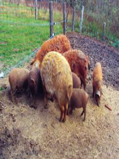 / Piglet production of heardbook sows per breeds in year 2018 Prosječno po leglu Average per litters Živo Opraseno Odbijeno opraseno Born Weaned Born alive Prosječan