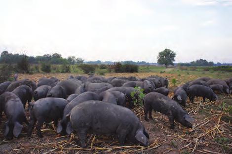 Ministry of Agriculture Kao mjera kontrole uzgoja, a sukladno Uzgojnom programu kojeg je donijela Skupština Udruge uzgajivača crne slavonske svinje