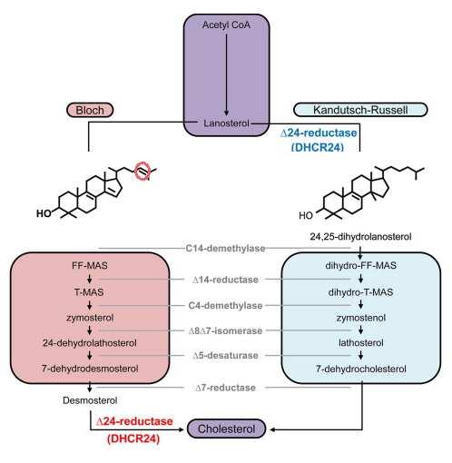 Slika 4. Šematski prikaz metaboličkih puteva sinteze holesterola. Preuzeto iz: Zerenturk EJ, Sharpe LJ, Ikonen E, Brown AJ.