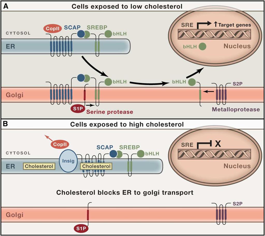 Slika 5. Mehanizam regulacije sinteze holesterola pomoću SREBP-Scap puta; A Mehanizam u prisustvu niske koncentracije holesterola; B Mehanizam u prisustvu visoke koncentracije holesterola.