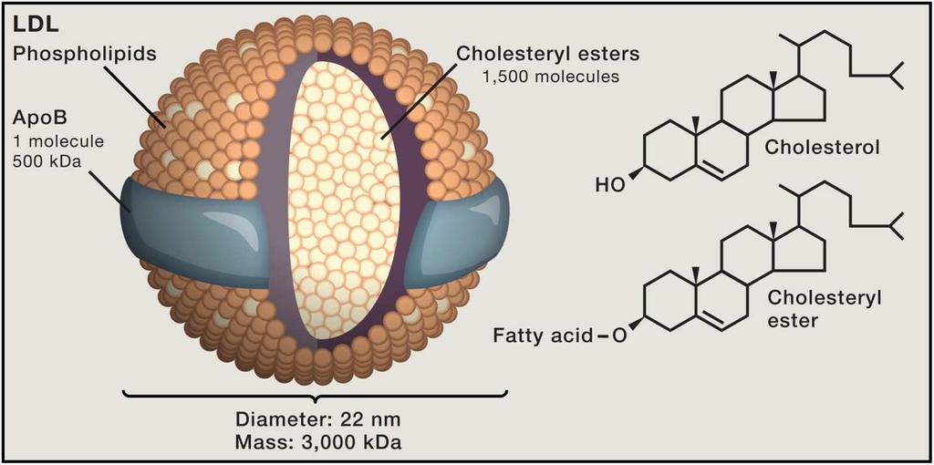 prečnikom > 25,5 nm, odnosno malim one sa prečnikom 25,5 nm [99]. Na slici 8 prikazana je struktura i sastav LDL čestice. Slika 8. Struktura i sastav LDL lipoproteinske čestice.