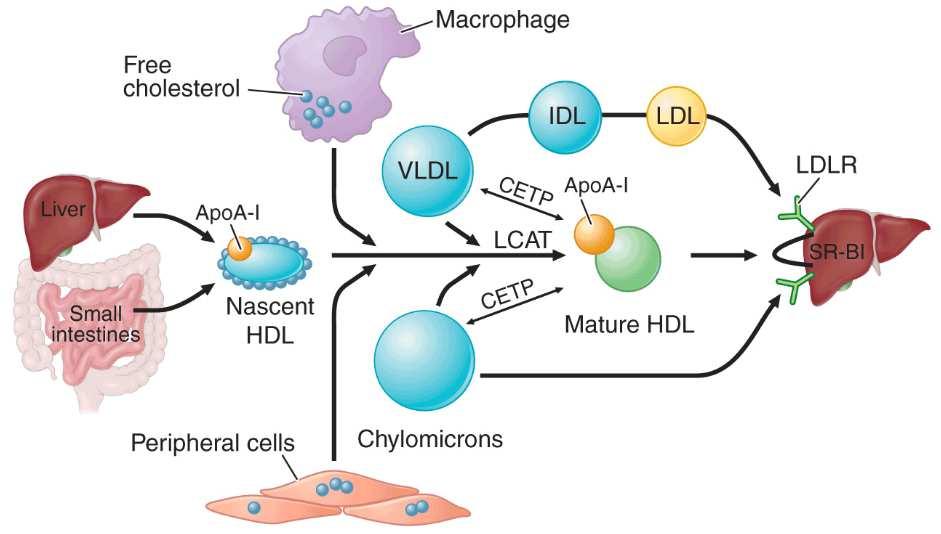 Slika 11. Intravaskularno remodelovanje i metabolizam HDL čestica. Preuzeto sa: https://thoracickey.com/disorders-of-lipoprotein-metabolism/ 17.6.2018.