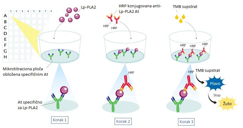 Slika 14. Šematski prikaz principa ELISA metode za određivanje masene koncentracije Lp-PLA2. Preuzeto uz izmene na srpski jezik sa: https://www.rndsystems.