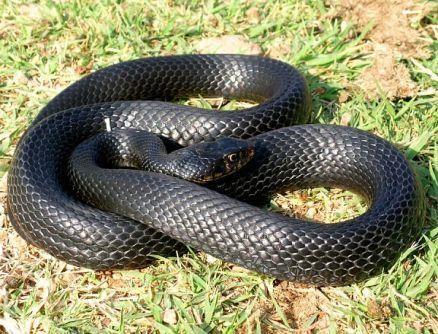 Узорак попречних пруга, жуте пруге или редови пјега могу се некада видјети када ова змија бјежи. Трбух је жућкаст или сивкаст. Ријетко може бити црвенкаст или имати мале тамне тачкице.