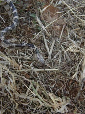 Нису познати смртни случајеви. Низинска змија, често поред људских насеља. Када је узнемирена сикће, спљошти главу и тијело и ријетко гризе.