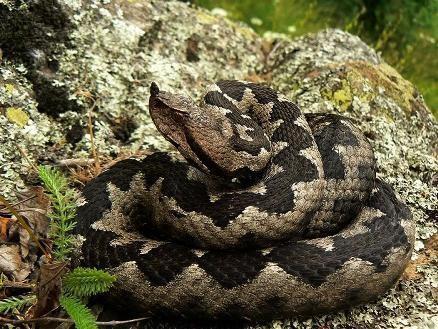 8. Поскок (Vipera ammodytes), обично су дужине 50 80 цм. Могу да нарасту и до 100 цм. Поскок је најотровнија змија у Европи. Тијело поскока је дебело. Глава је троугласта и пљосната.