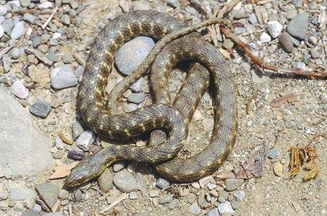 Рибарица. Фото Паоло Маззеи. 3. Шилац (Platyceps najadum), нарасте до 135 цм. Витка змија уске главе, глатке крљушти.