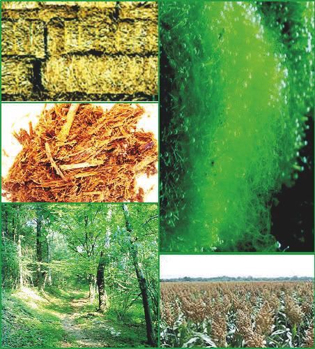 16 Energija biomase Energija dobivena iz biomase, koja može biti toplinska ili električna, jest najsloženiji oblik obnovljivih izvora energije jer kao sirovina obuhvaća šumsku i poljoprivrednu