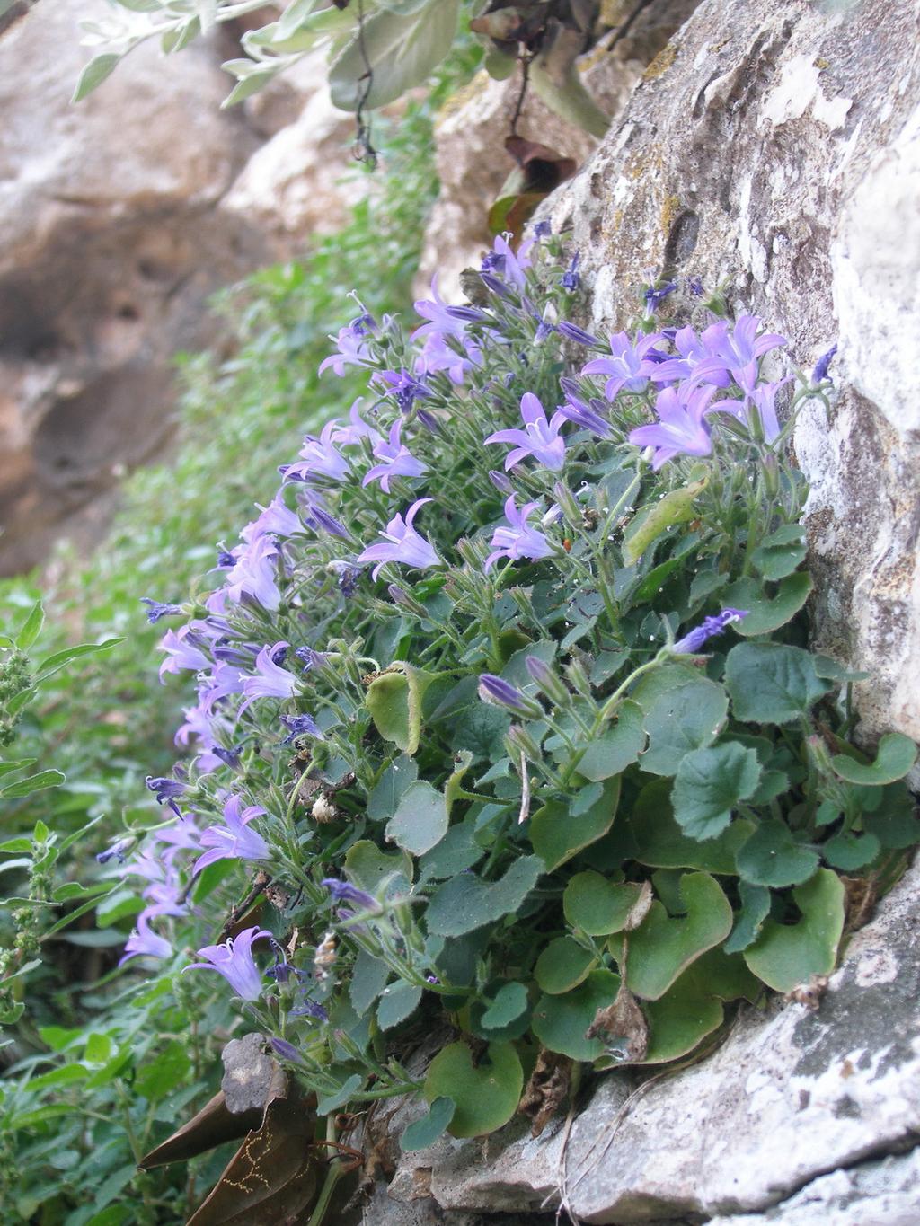 classicus Hrvatska, Istra (0751/1): "Ćičarija (Tschitschenboden), Schutzhaus am Poklon - Učka-Gipfel, 960-1396 m, 30.5.1955., W.