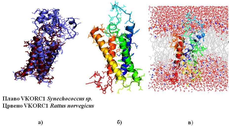 Докторска дисертација-резултати И ДИСКУСИЈА Трансмембрански систем представљен је на Слици 41 в, где су црвеном бојом обележени молекули воде а сивом липидни двослој. Слика 42.
