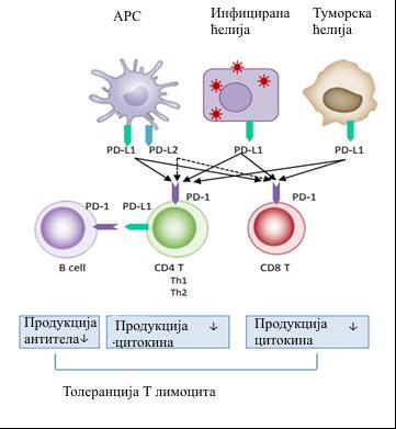 ефекторских T ћелија 2 