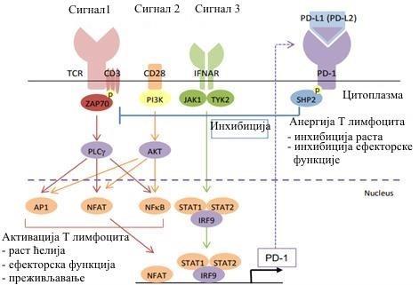 Слика 1.8.3. Инхибиторни ефекат PD-L1/PD-1 сигналног пута на активацију посредовану TCR (енг.t cell receptor, TCR) и CD28 молекулом 3 1.9.