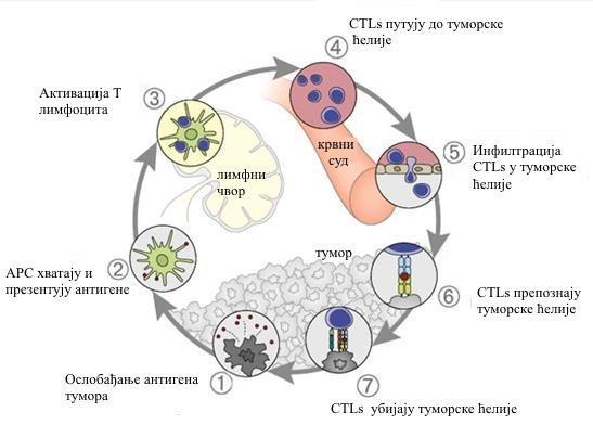 туморску инвазију и метастазирање и 4) поремећај мијелопоезе и хематопоезе, који узрокује дефицијенцију APC и дисфункцију антитуморског имунског одговора посредованог ћелијама (33).