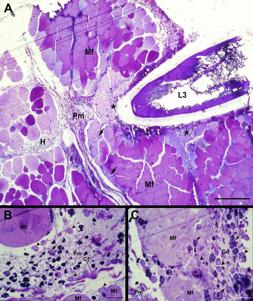 Rezultati Slika 4.2 Histopatološki nalazi u abdominalnome mišiću nakon penetracije A. pegreffii L3 ličinke. (A) Zbog migracije A.