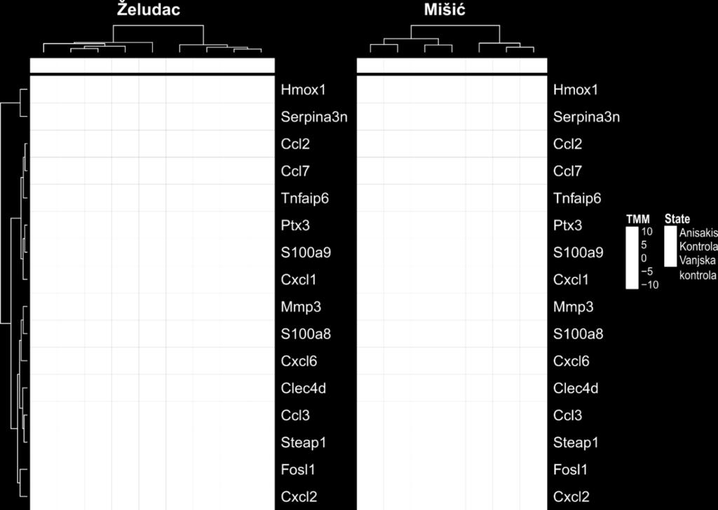 Rezultati Slika 4.5 Dvodimenzionalno hijerarhijsko grupiranje gena i prikaz normaliziranih vrijednosti diferencijalno izraženih gena (logcpm) zajedničkih (N = 16) želučanim i mišićnim tkivima.