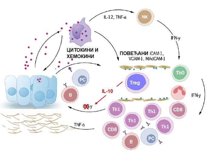 У другом случају у раној фази инфекције може доћи до инхибиције протективног имунског одговора активацијом Т регулаторних ћелија које продукују IL-10.