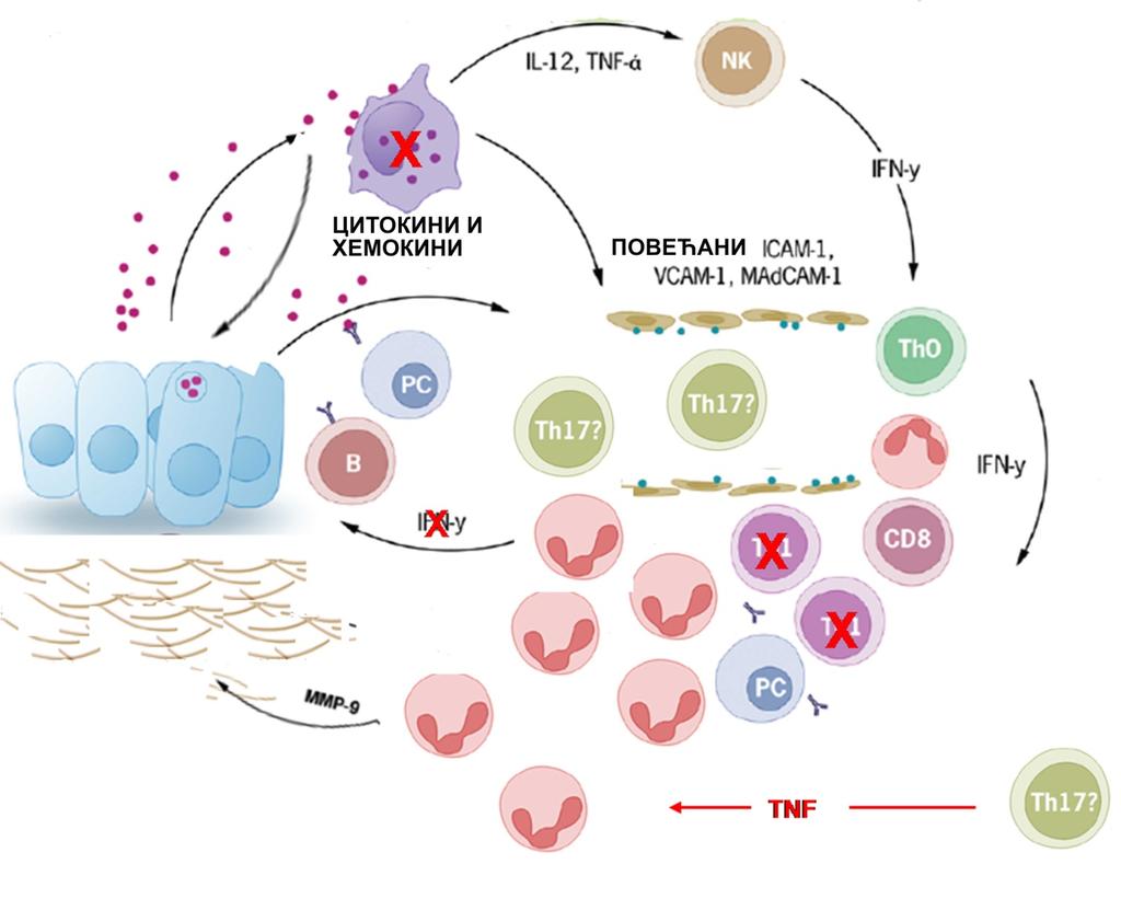 Трећа могућност је да CD4+ лимфоцити диферентују у правцу Th17 имунског одговора који карактерише продукција проинфламаторних цитокина и активација неутофила, без продукције INF-γ који је одговоран