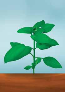 PRVI PESTICIDNI PRE BUTONIZACIJE (kg/ha) 3 BOR MAX 20 3 1 BORMAX 20 SUNCOKRET Suncokret je biljka koju karakteriše jako