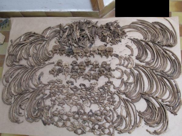 Na nekim dijelovima lubanja nađeni su tragovi ljepila, što ukazuje na