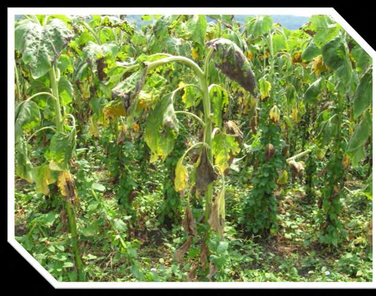 Plodored U Srbiji je propisano da se semenski suncokret ne može gajiti na istoj parceli gde je sejan suncokret nakon 5 godina, kao ni posle soje i uljane repice.