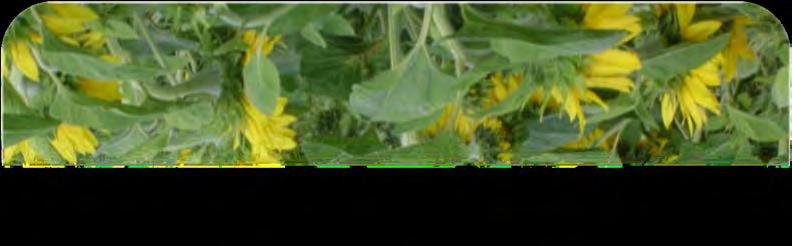 Prostorna izolacija omogućava kontrolisanu oplodnju. Problem malih parcela i samoniklog suncokreta. Broj polenovih zrna po biljci može preći 100 miliona. Neefikasnost herbicida na samonikli suncokret.