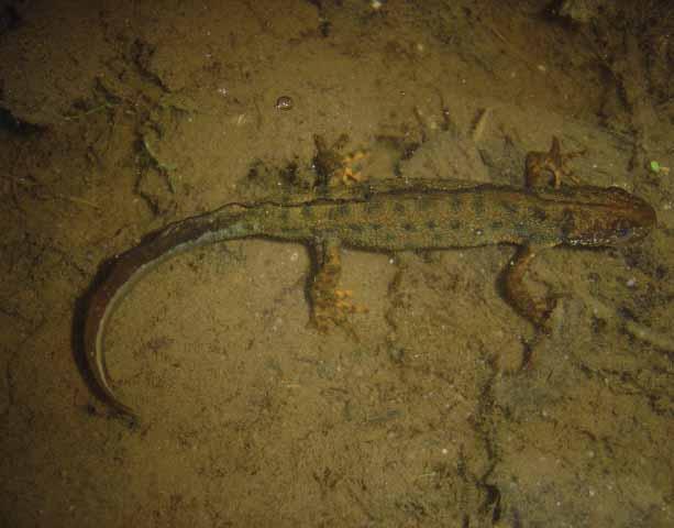 101 Veliki vodenjak Triturus carnifex (Laurenti, 1768) Engleski naziv: Italian Crested Newt Sinonimi: veliki alpski vodenjak; Triturus cristatus platycauda (Dunn, 1918); Triturus cristatus carnifex