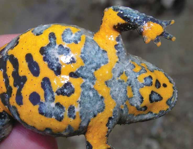 111 Slika 55. Obojenost žutog mukača/ Yellow-bellied Toad color pattern SNIMIO/PHOTO BY DUŠAN JELIĆ prilikom čega do izražaja dolazi njihov žuti trbuh.