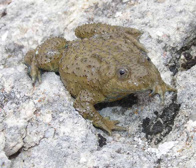 113 Druge procijenjene svojte/populacije: Dalmatinski žuti mukač Bombina variegata kolombatovici (Bedriaga, 1890)* Engleski naziv: Dalmatian Yellow-Bellied Toad Globalna kategorija ugroženosti: NE