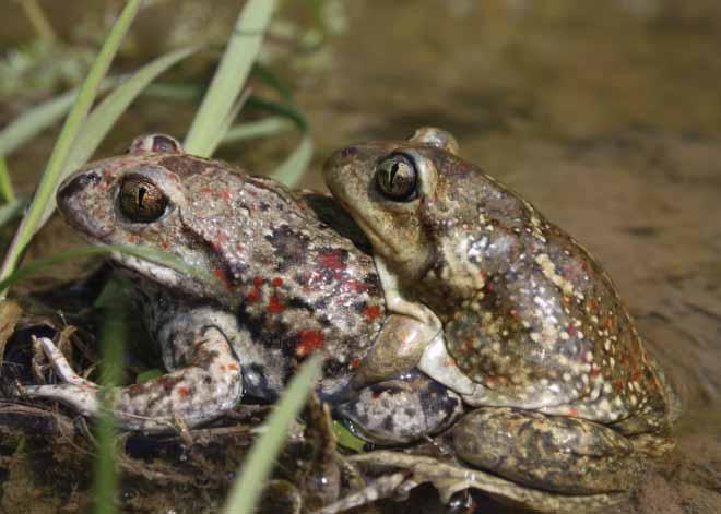 116 Češnjača Pelobates fuscus (Laurenti, 1768) Engleski naziv: Common Spadefoot Sinonimi: nema Razred: Amphibia, vodozemci, amphibians Red: Anura, bezrepci, frogs and toads Porodica: Pelobatidae,