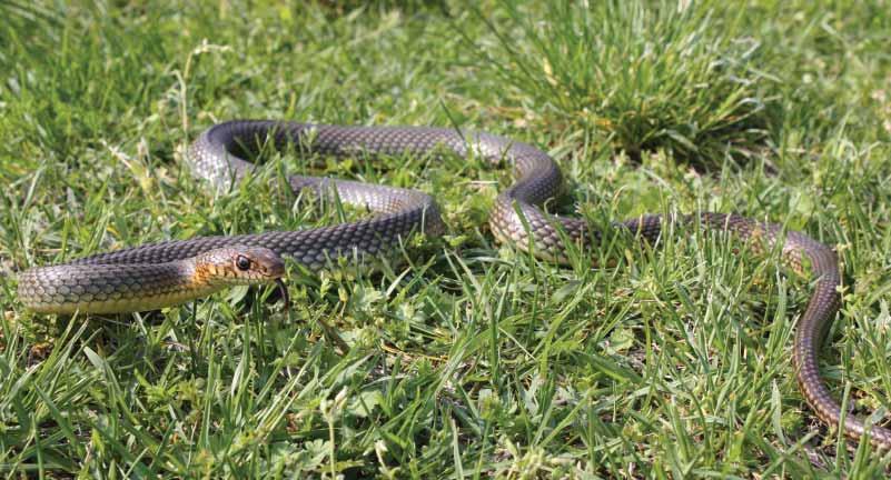 133 Žuta poljarica Dolichophis caspius (Gmelin, 1789) Engleski naziv: Caspian whip snake Sinonimi: smičalina; smuk; Coluber caspius Gmelin in Linnaeus 1789 Razred: Reptilia, gmazovi, reptiles Red: