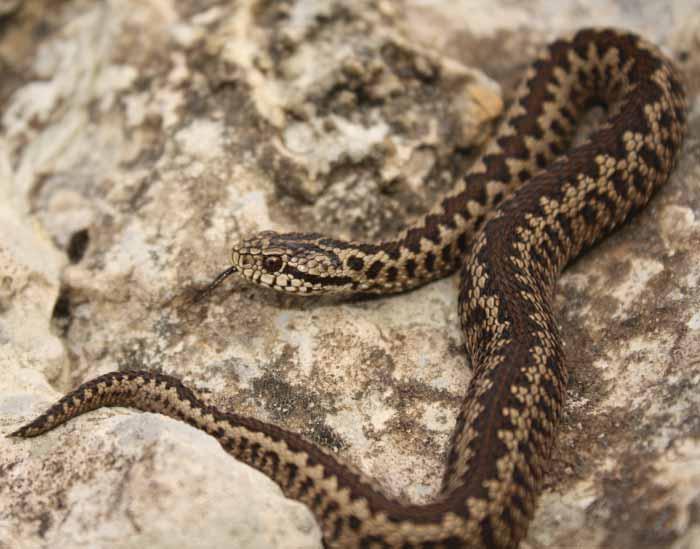 136 Planinski žutokrug Vipera ursinii (Bonaparte, 1835) Engleski naziv: Meadow Viper, Orsini s Viper Sinonimi: oštroglavi žutokrug; planinska riđovka; šargan Razred: Reptilia, gmazovi, reptiles Red: